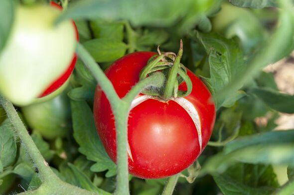 Dealing With Split Tomatoes
