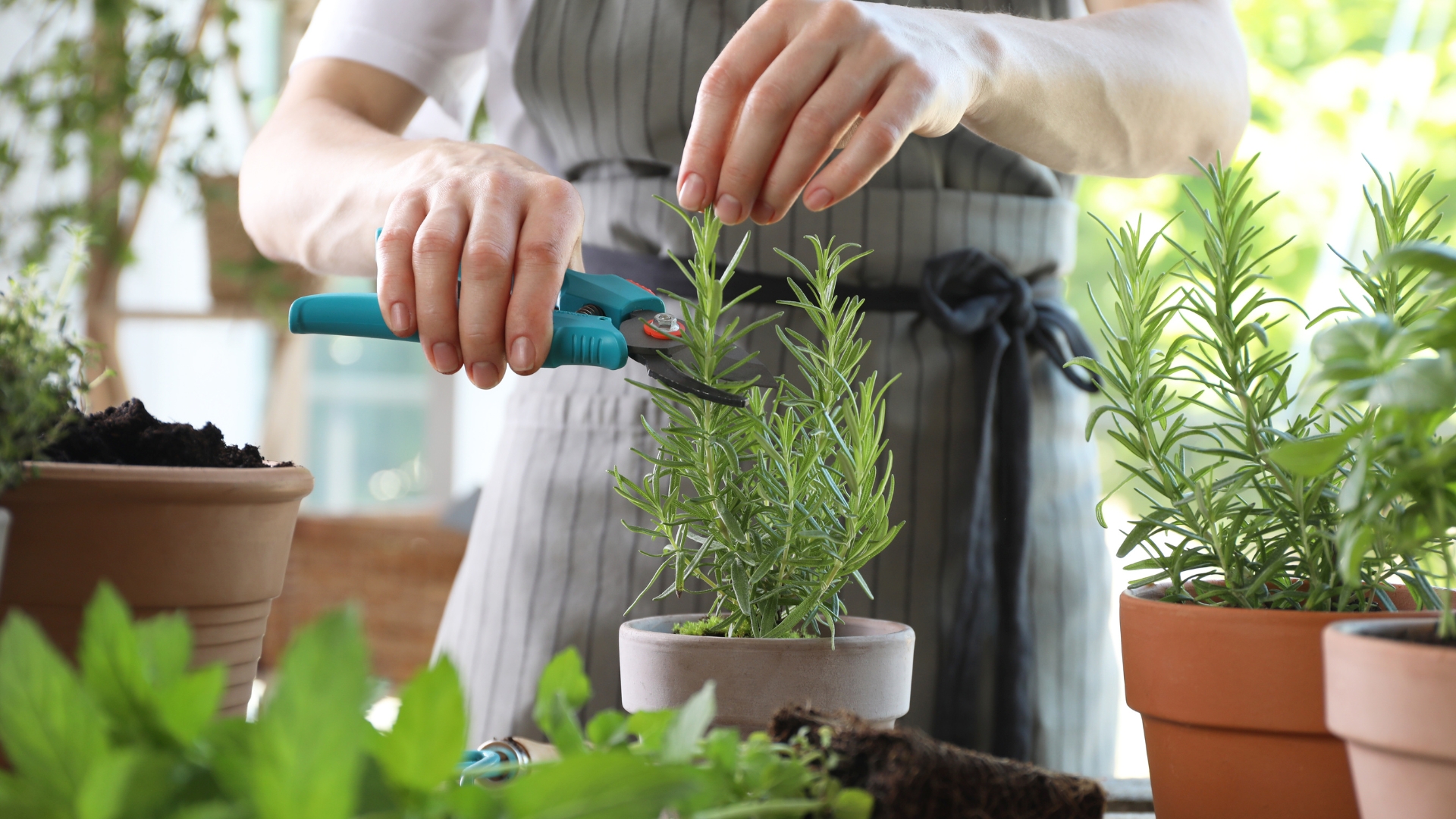 Essential Care Practices for Indoor Herb Gardens