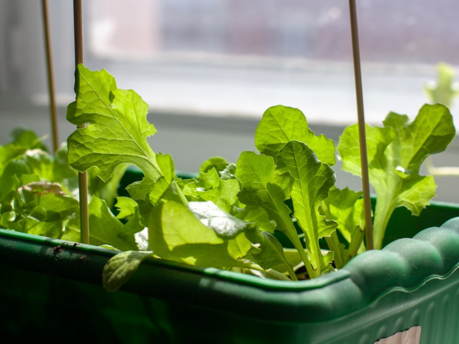 Essential Requirements for Growing Lettuce Indoors