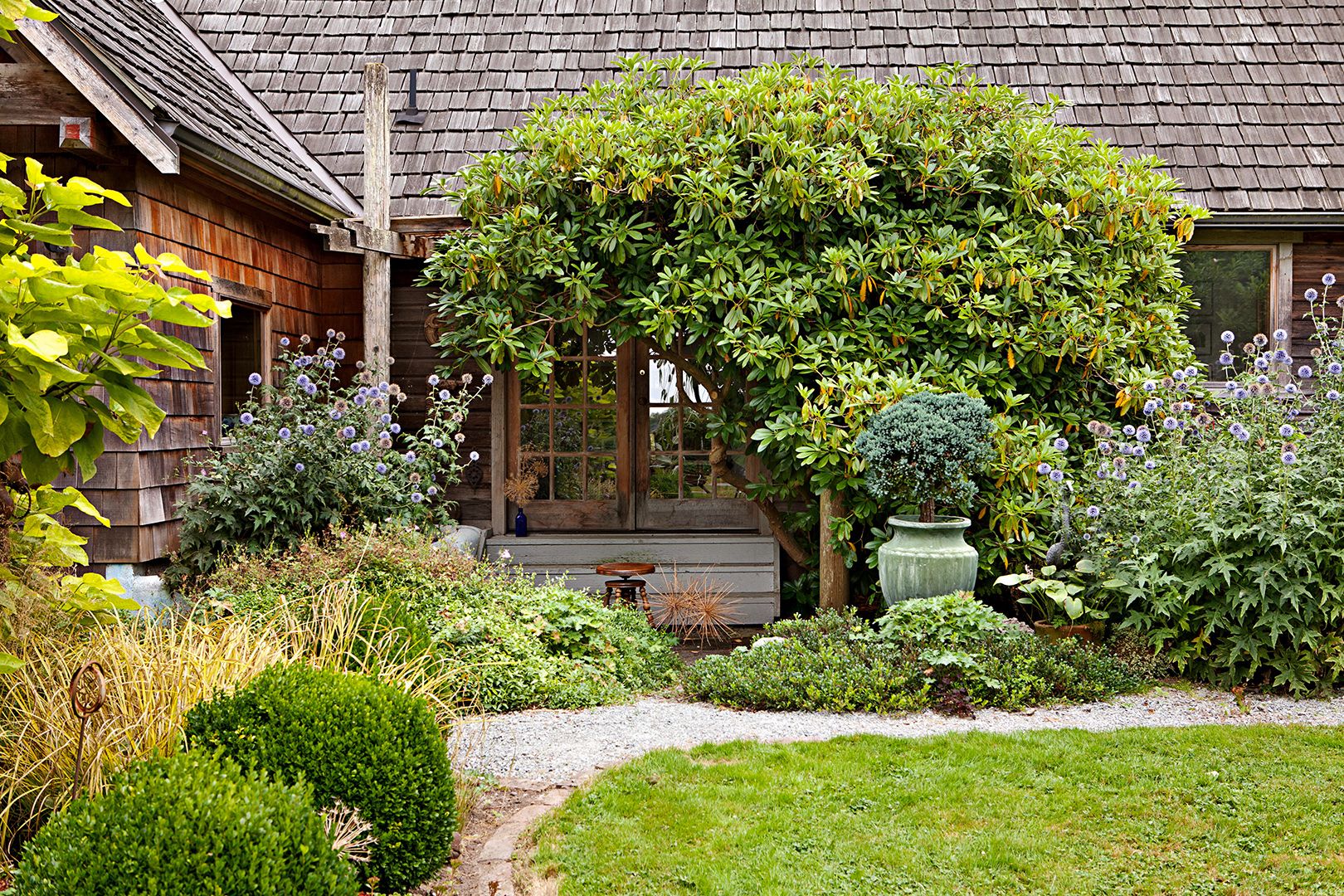 Fast-Growing Shade Crop