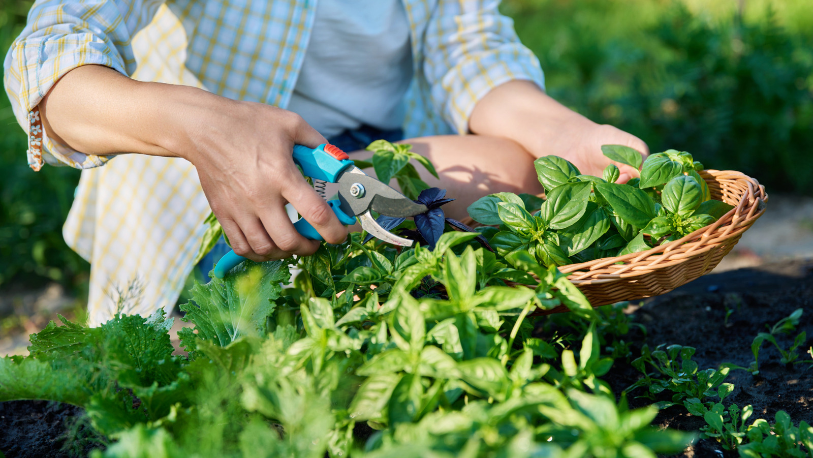 Harvesting and Maintaining Your Herbs
