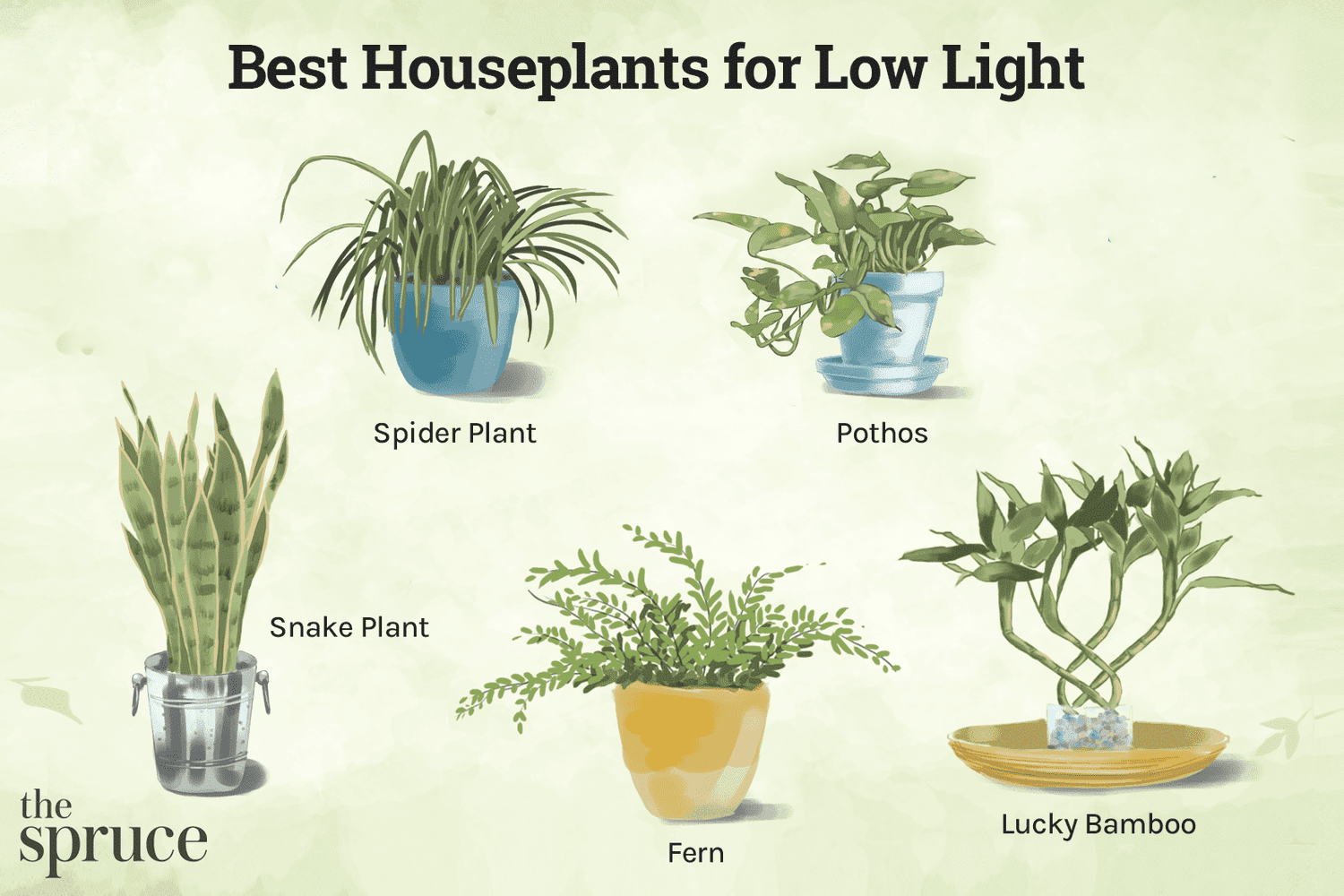 Light Requirements and Plant Selection