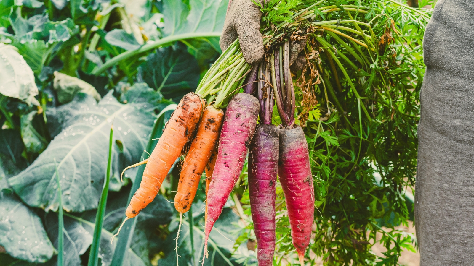 Selecting the Right Crops for Fall and Winter Gardening