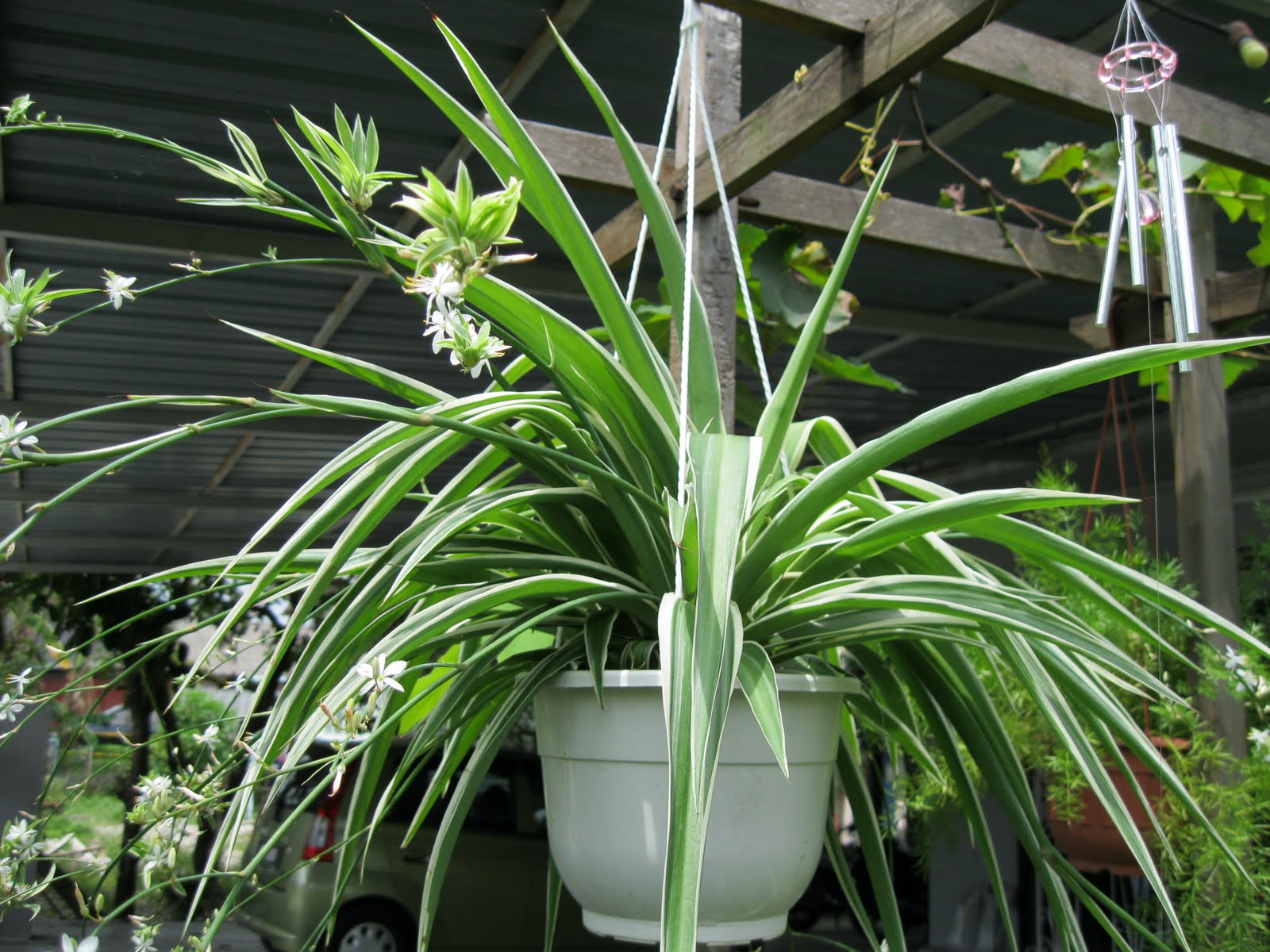 Spider Plant The Resilient Cascader