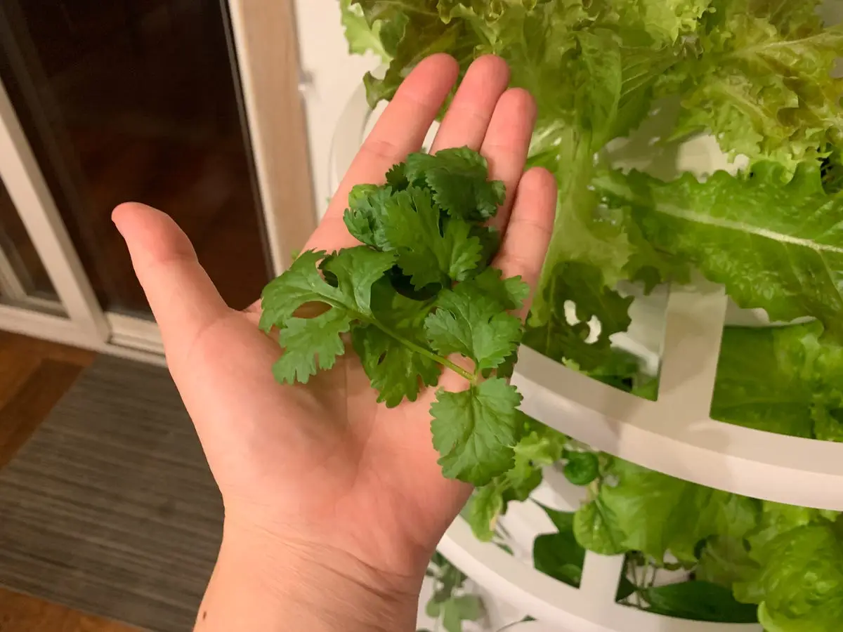 Step-by-Step Guide to Growing Lettuce Indoors