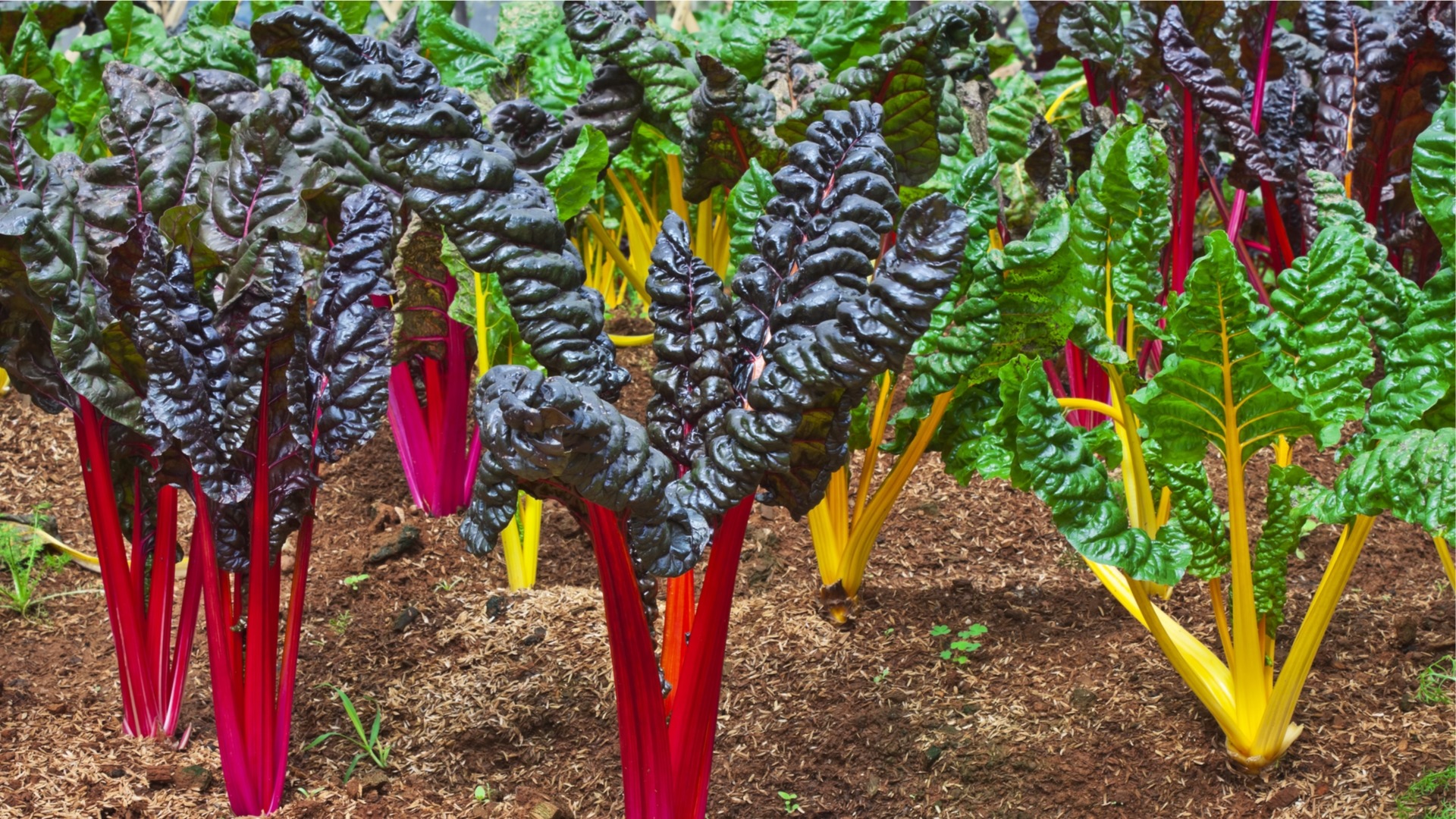  Swiss Chard Colorful and Shade-Friendly