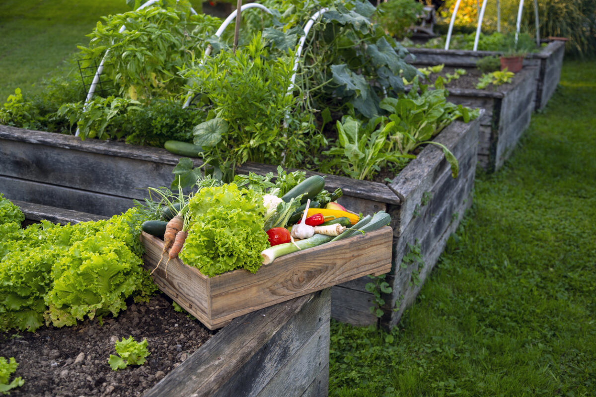Top 10 Best Vegetables for Container Gardening