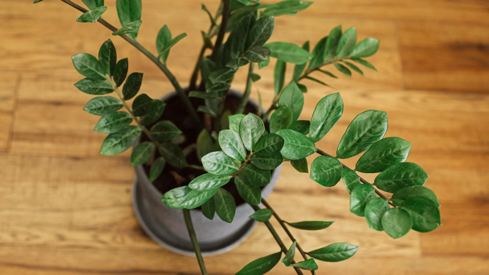 ZZ Plant The Nearly Indestructible Choice