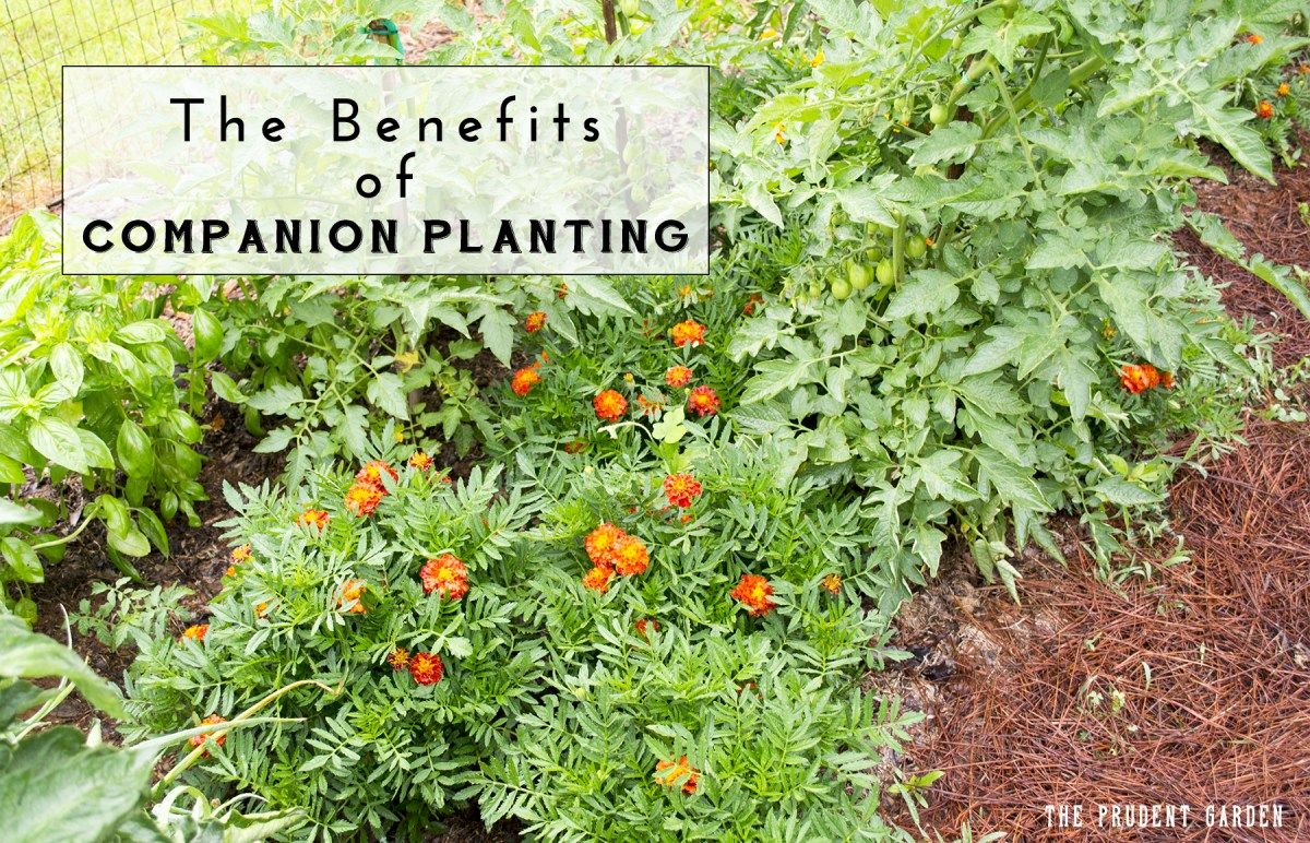 Benefits of Growing Native Plants in Your Garden
