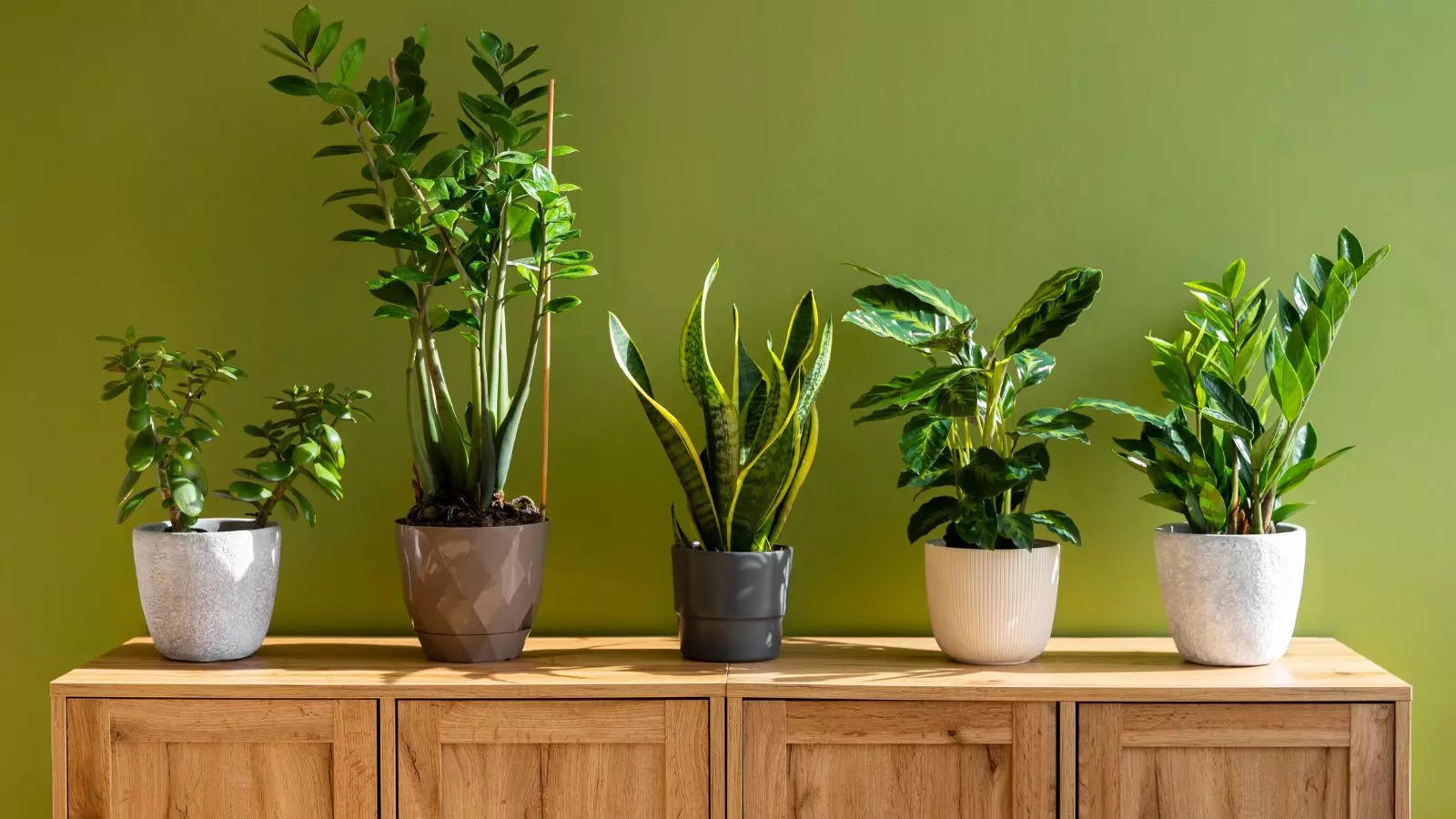 Best Tropical Houseplants for 2025 Top Selections for Your Home