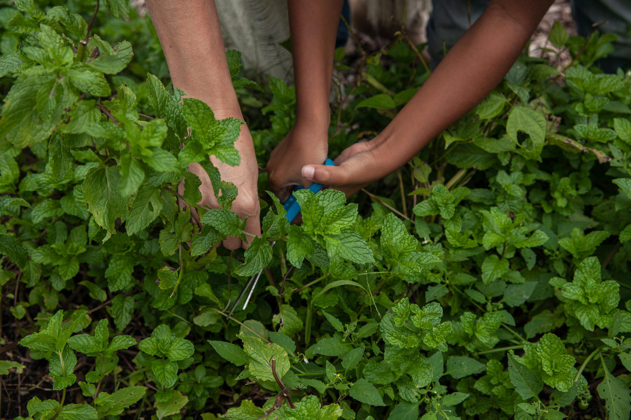 Common Mistakes That Prevent Bushy Growth