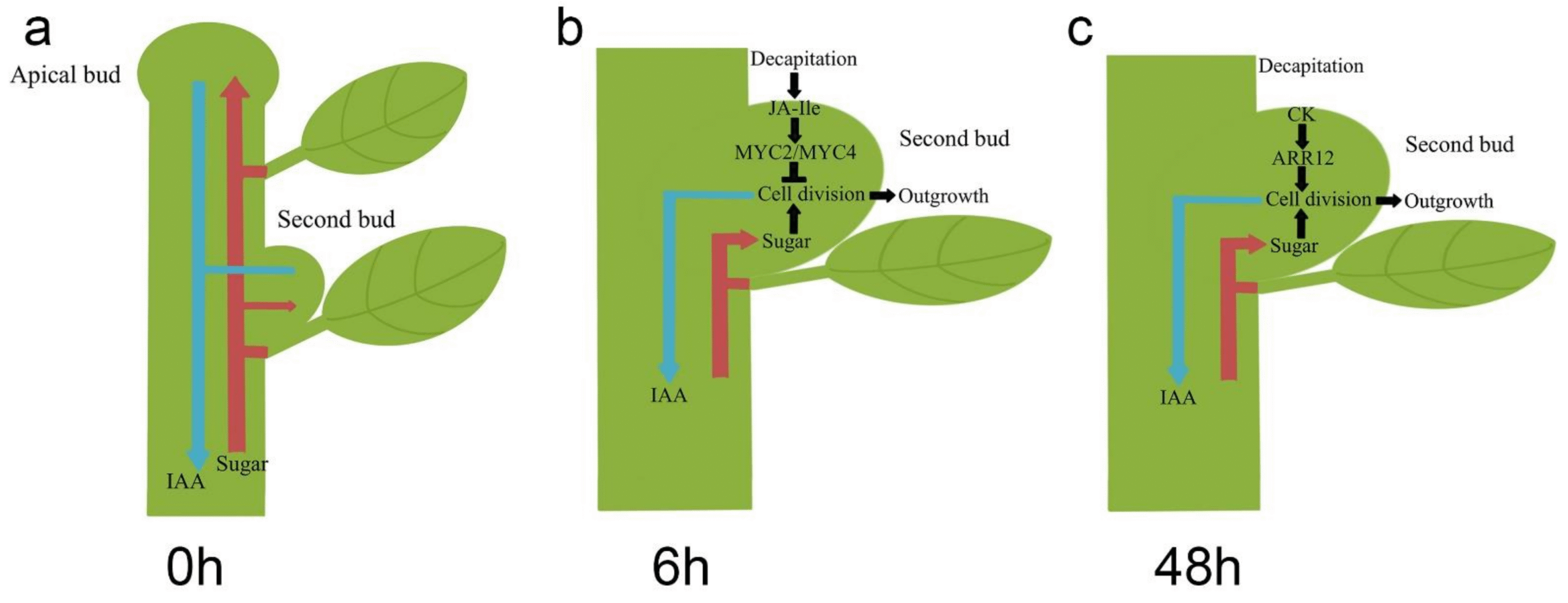 The Science Behind Pinching Cytokinin and Branching