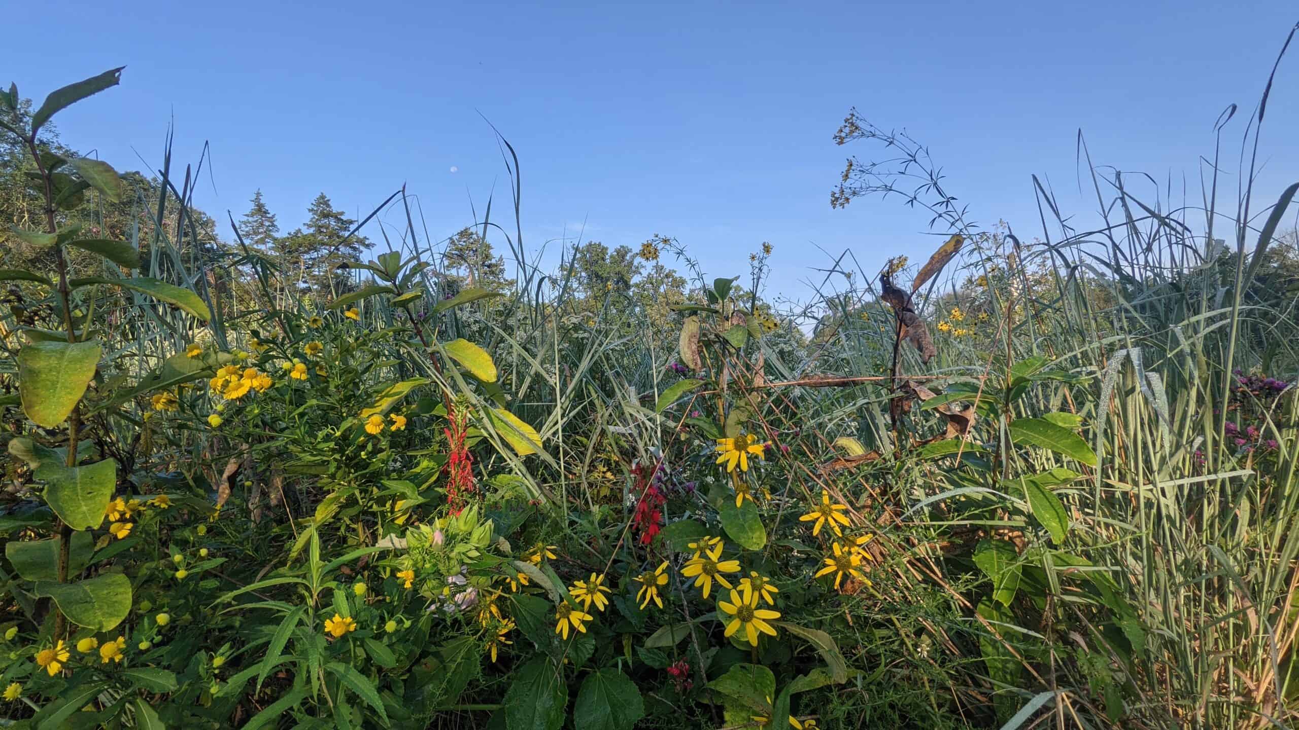Wildflower Meadows Definition and Benefits