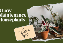 Low Maintenance Houseplants