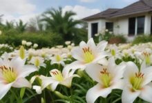 rain lillies in house garden - types of lillies plant
