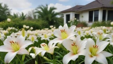 rain lillies in house garden - types of lillies plant