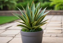 Snake Plant in a Pot