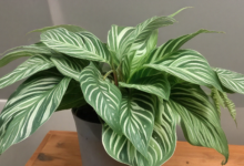 Calathea musaica (Network Calathea) in a pot- exploring the vibrant world of calathea