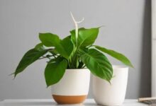 a philodendron plant - a complete guide on philodendron