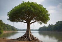 a ficus retosa with river view - A Comprehensive Guide to 15 Ficus Plants