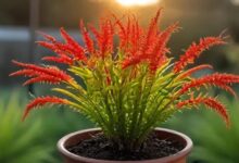 kangaroo paw fern plant in sunset - types of indoor ferns