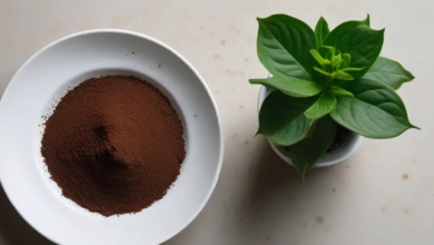 Composting with Coffee Grounds-coffee grounds for plants