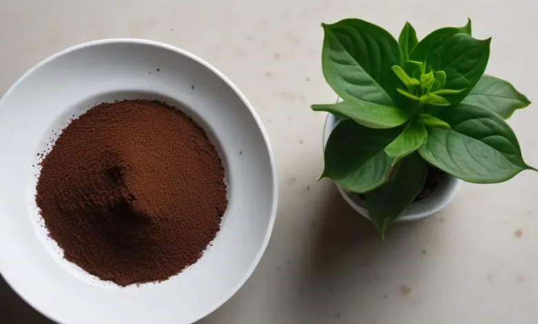 Composting with Coffee Grounds-coffee grounds for plants