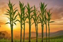 lucky bambo sticks in a field - lucky bamboo