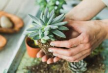 Care for Succulents