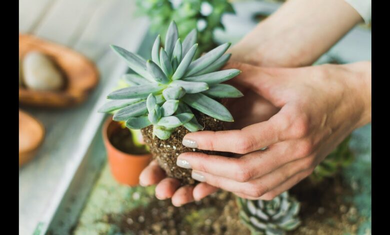 Care for Succulents