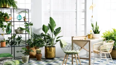 Easy Indoor Plants