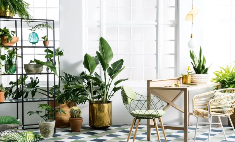 Easy Indoor Plants