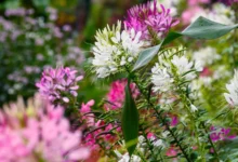 Flowering Plants That Thrive