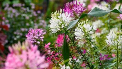 Flowering Plants That Thrive