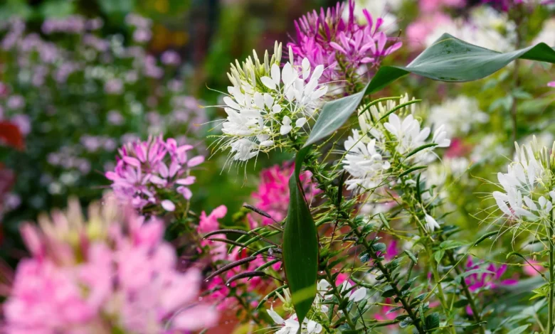 Flowering Plants That Thrive