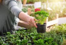 Herb Gardening