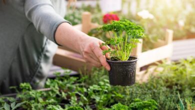 Herb Gardening
