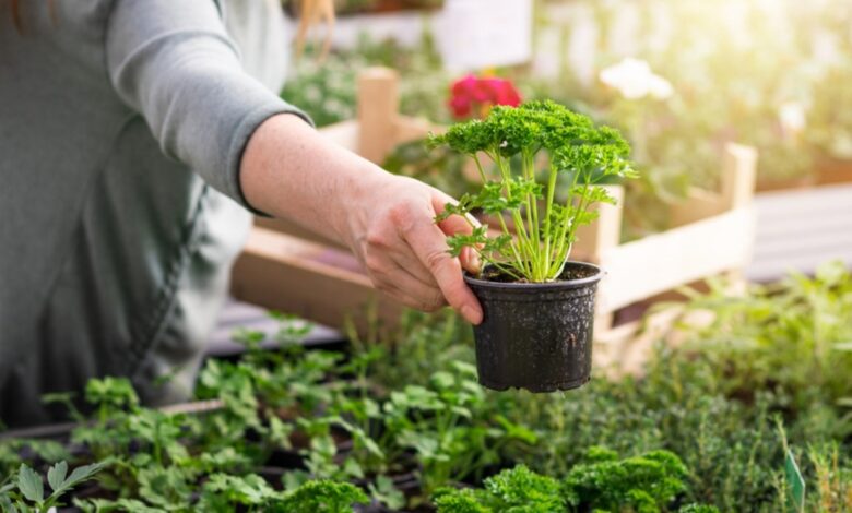 Herb Gardening