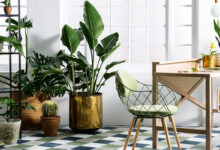 Maintenance Houseplants