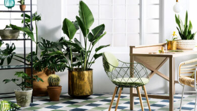 Maintenance Houseplants