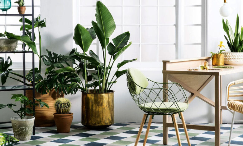 Maintenance Houseplants