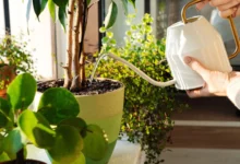 Watering Your Plants Correctly