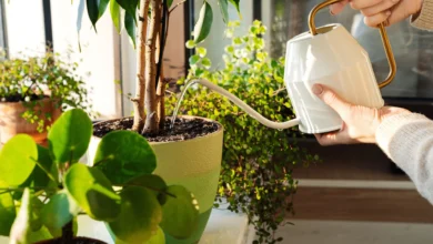 Watering Your Plants Correctly
