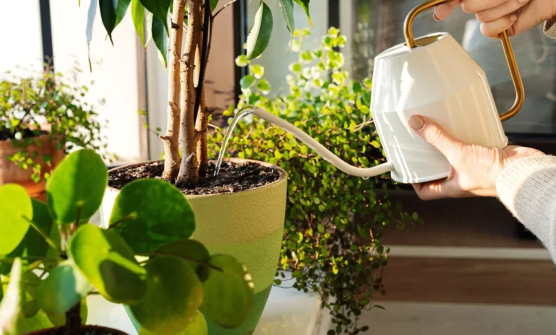 Watering Your Plants Correctly
