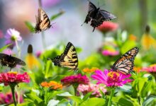 Plants for Butterflies