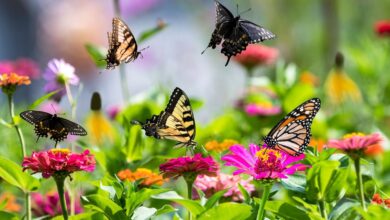 Plants for Butterflies