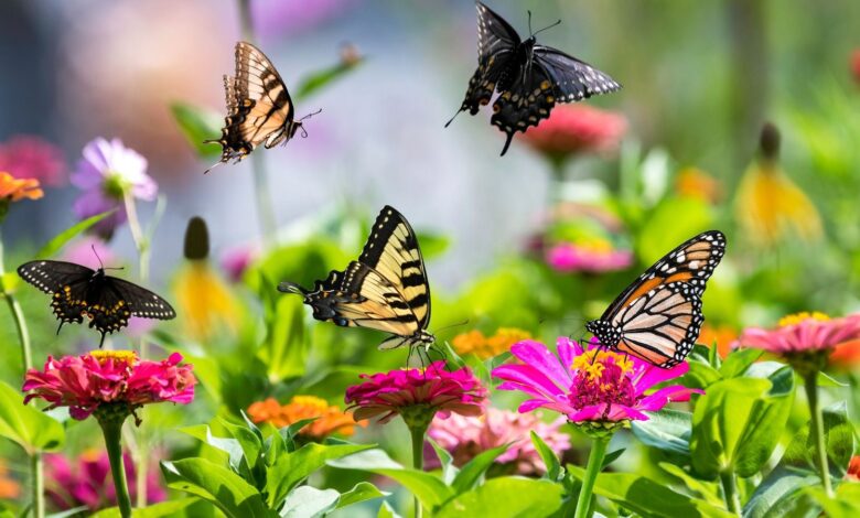 Plants for Butterflies