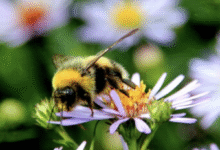 Attract Bees to Your Garden Naturally