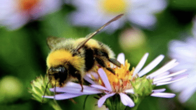 Attract Bees to Your Garden Naturally
