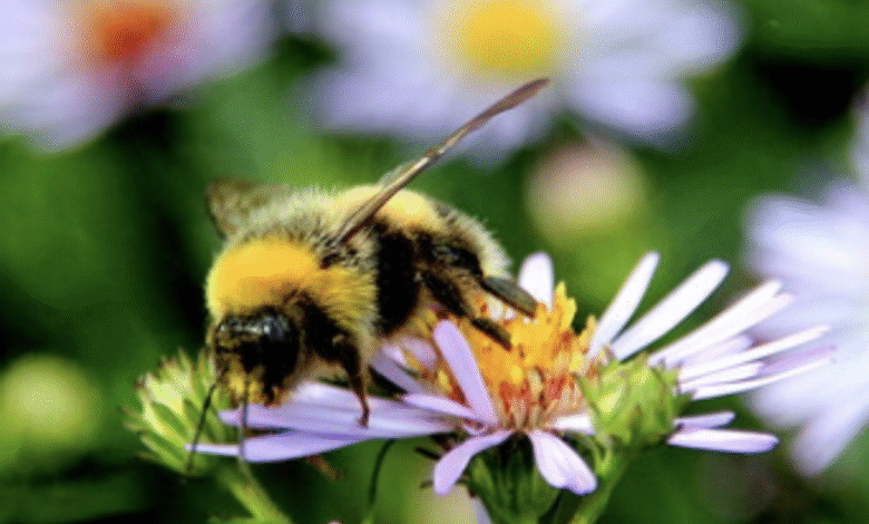 Attract Bees to Your Garden Naturally